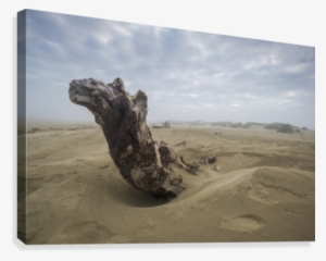 Driftwood Amongst The Dunes - Printscapes Wall Art: 18" X 12" Canvas Print With Black #531454