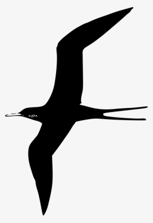 How To Set Use Frigate Bird Clipart #532071