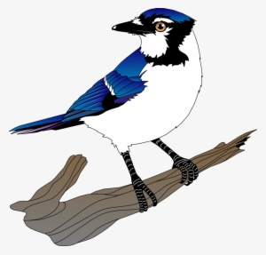 Free Vector Bird - Clip Art Blue Jay #532509