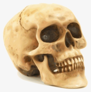 Free Vector Skull #532560 Free Vector Skull #532560