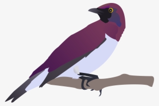 How To Set Use Exotical Bird Clipart #532677