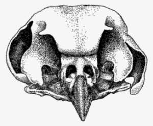 Boreal Owl Skull - Boreal Owl #532872