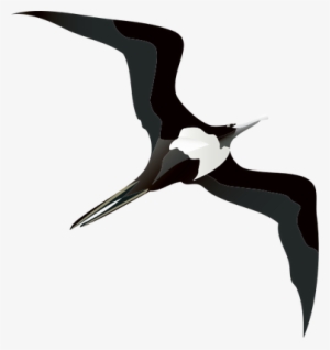 28 Collection Of Iwa Bird Drawing - Frigate Bird Drawing #533043