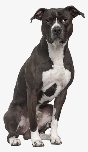 Recommended For Dog Breeds - Full Grown Black Pitsky - Free Transparent ...