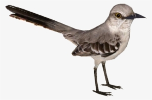 Northernmockingbird Tamarahenson - Northern Mockingbird Png #534210 Northernmockingbird Tamarahenson - Northern Mockingbird Png #534210