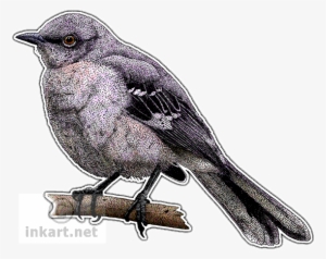 Wildlife Art Songbirds Decal - Ruby Throated Hummingbird Drawing #534252 Wildlife Art Songbirds Decal - Ruby Throated Hummingbird Drawing #534252