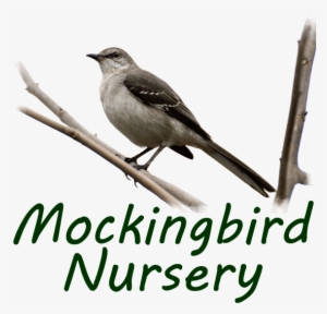 Mockingbird Logo Live 2x - Mockingbird #534664 Mockingbird Logo Live 2x - Mockingbird #534664