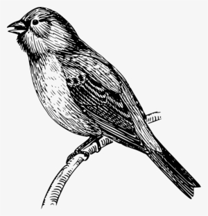 Vector Drawing Mockingbird Stock Vector - Mockingbird Drawing Png #534787