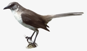 Socorro Mockingbird - Northern Mockingbird #534908 Socorro Mockingbird - Northern Mockingbird #534908