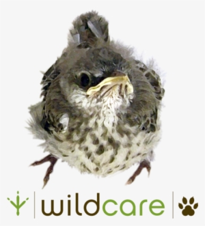 Baby Mockingbird Tote Bag - Tote Bag #535552