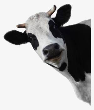 Cow Head White Background #537913