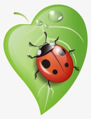 Lady Bug PNGs for Free Download