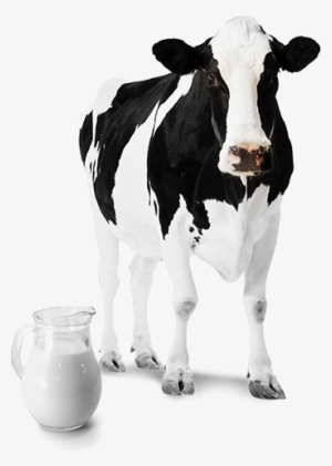 Sistemas De Ordenha - Holstein Cow #538223