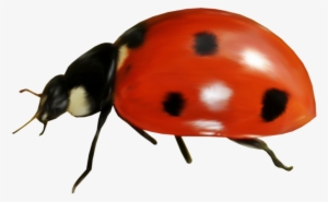 Яндекс - Фотки - Ladybird Beetle #538262