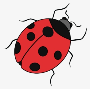 Drawing Ladybug Realistic - Easy Drawings Of Ladybugs #538283