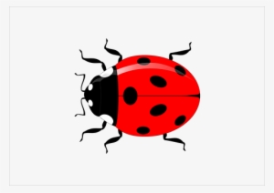 Ladybug Insect Vector Garden Nature Red Sp - Vector Graphics #538309