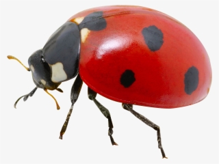 Ladybug Png Transparent Image - Real Ladybug Png #538462