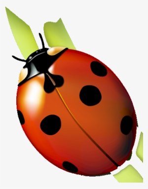 Pavo Real, Lady Bugs, Birdhouse, Decoupage, Clip Art, - Ladybug #538548