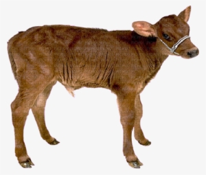Vaca By Estrellacristal - Mesohippus Horse #538591