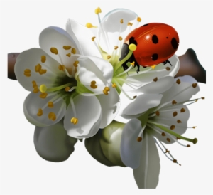 Flws-ladybug - Ladybird On Flower #538808