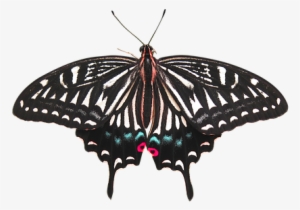 Butterfly Butterfly Isolated Isolated Butt - Kupu Kupu Background Transparan #538809