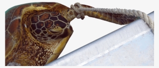 John Parmenter / Wwf-aus - Loggerhead Sea Turtle #5300333