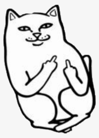 Report Abuse - Fuck You Cat #5344848