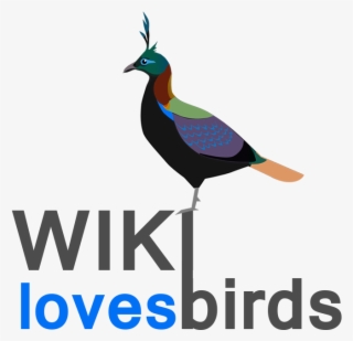 Monal Bird Of Uttarakhand #5345771