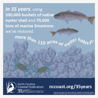 Today Is National Oyster Day, And Here At The North - Oyster #5353970