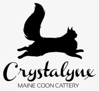 Crystalynx Is A Maine Coon Cattery Based In Pattaya, - Maine Coon #5356776