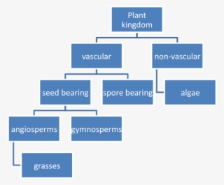 Example Of Plant Classification - Classification Of Plants Concept Map #5372742