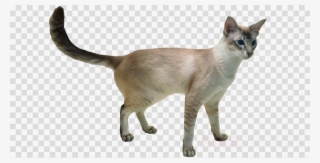 Javanese Cat Clipart Javanese Cat Balinese Cat Japanese #5376478