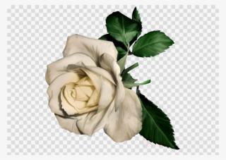 Rose Clipart Rose Flower Clip Art - White Roses Painting #5380438