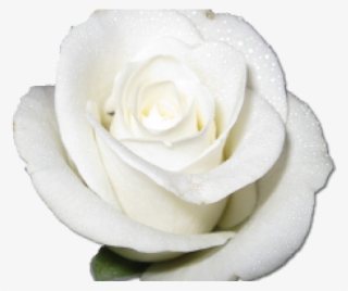 Roses Clipart Png #5380448