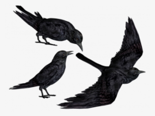 Raven Clipart Transparent Background - Black Crows Png #5382080