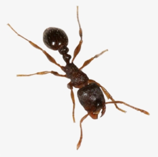 Ants Clipart Transparent Background - Ant With No Background #5386145