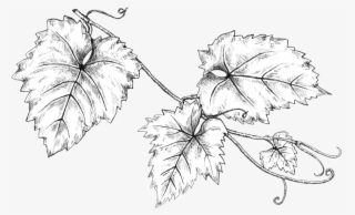 Grapeleaves Linedrawing - Portable Network Graphics #5389341
