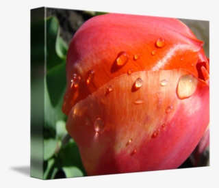 Raindrops Transparent Rose Rain - Flower #5392405