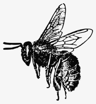 Bee Drawing Bee Drawing, Outline Drawings, Free Pictures, - Bee Black And White Png #5392857