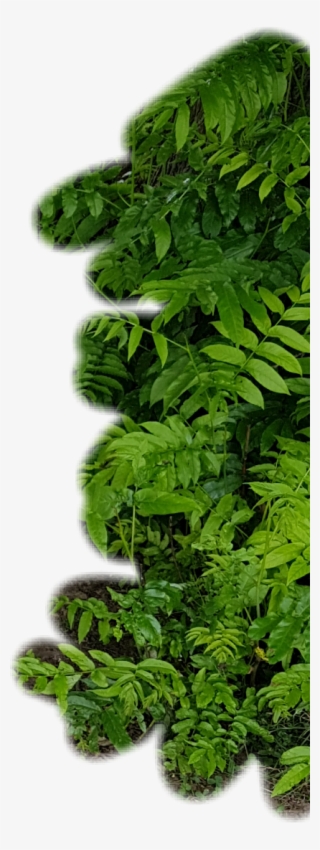 Report Abuse - Tree #5396403