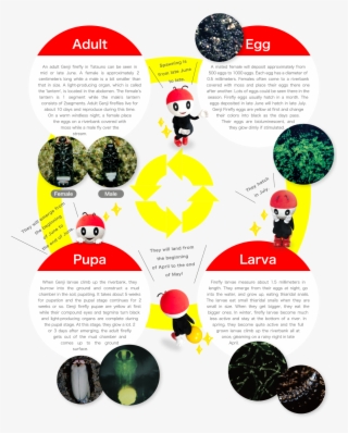 ホタルの一生 - Firefly #5396767