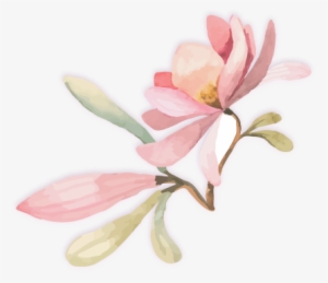 Autologus Reconstruction - Chinese Magnolia #540201