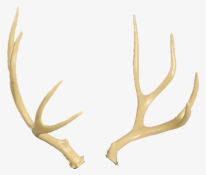 Mule Deer Delta Mckenzie Clip Free Download - Antlers Transparent #540497