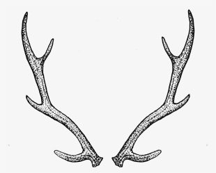 Antlers - Deer Horns Tattoo #540521