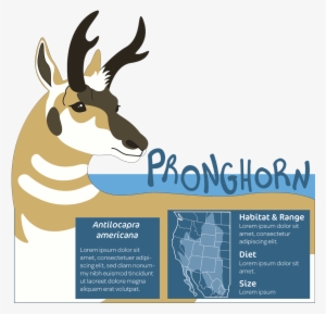 Pronghorn Finished 72 - Pronghorn #540568