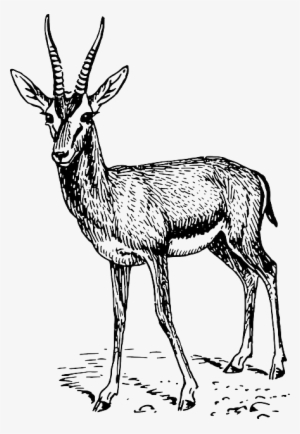 Drawing, Standing, Animal, Mammal, Gazelle, Antlers - Springbok Black And White #540642