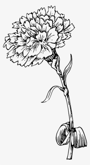 Flower Outline Png - Marigold Flower Black And White #540944