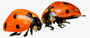 Lady Bug Png #541204 Lady Bug Png #541204