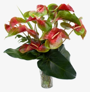 Anthurium Hawaiian Flowers #542424