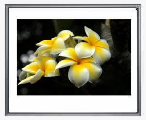 Photo Hawaiian-flowers - Hawaiian Flowers #542448